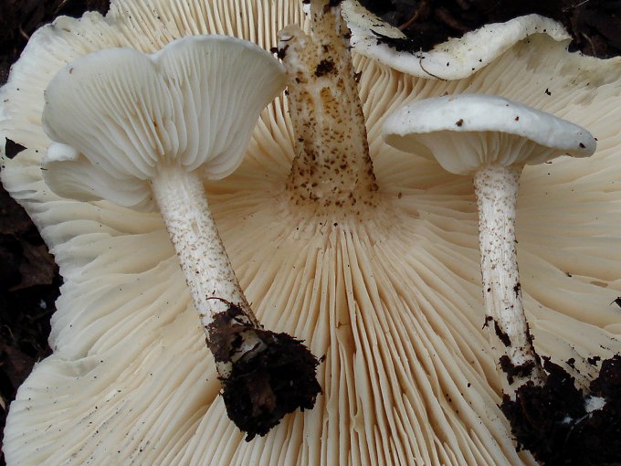 melanoleuca_verrucipes1.jpg