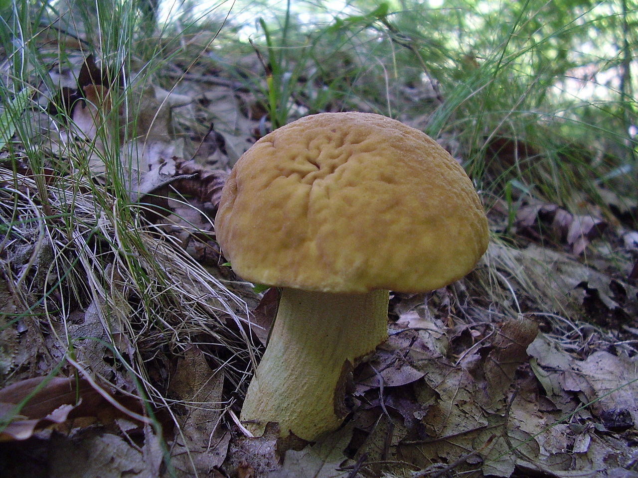 1280px-Leccinum_crocipodium.JPG