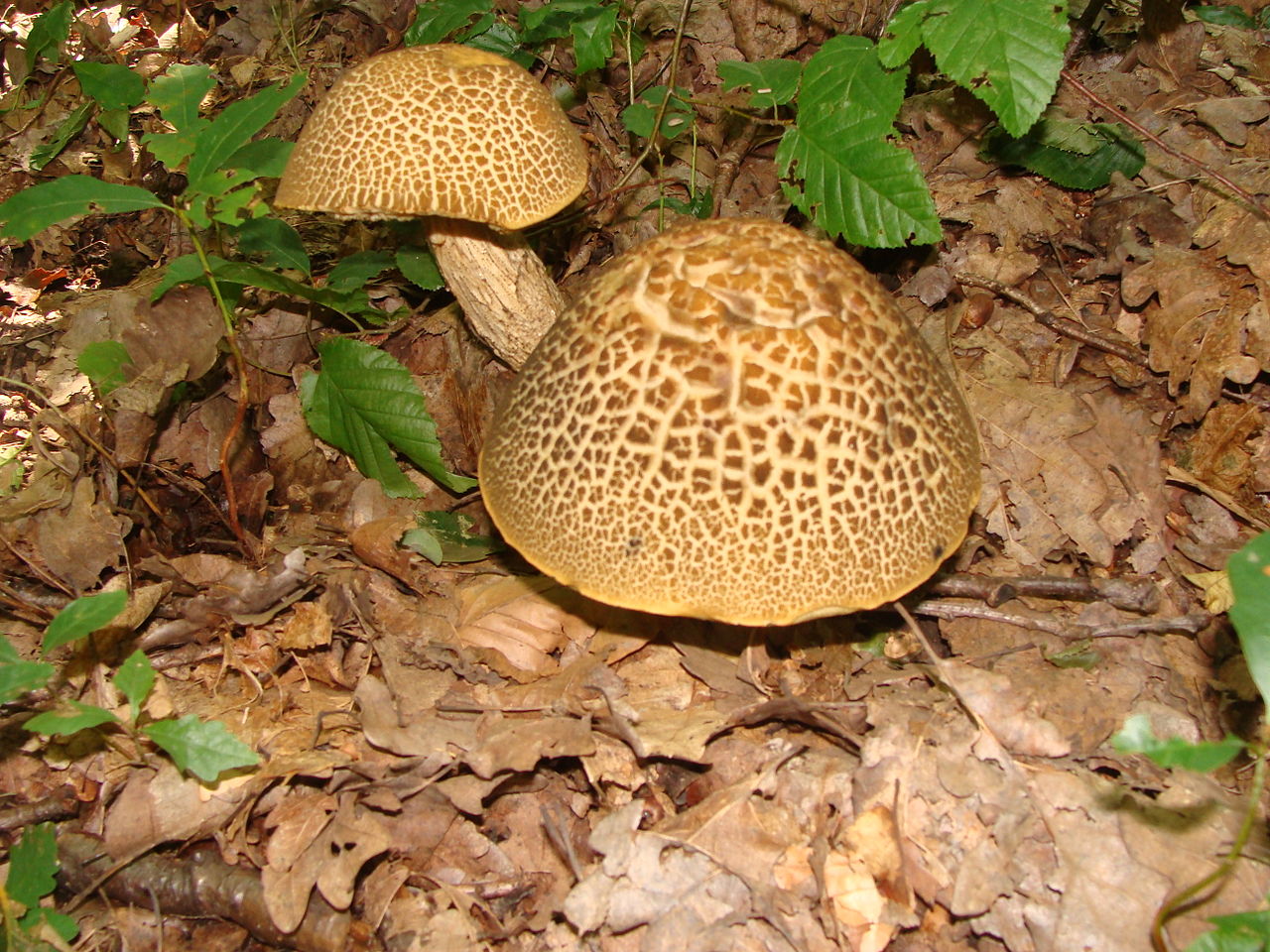 1280px-Leccinum_nigrescens.jpg