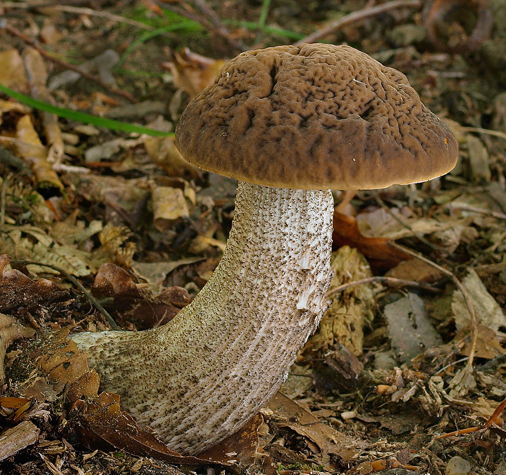 2009-07-04_Leccinum_pseudoscabrum.jpg