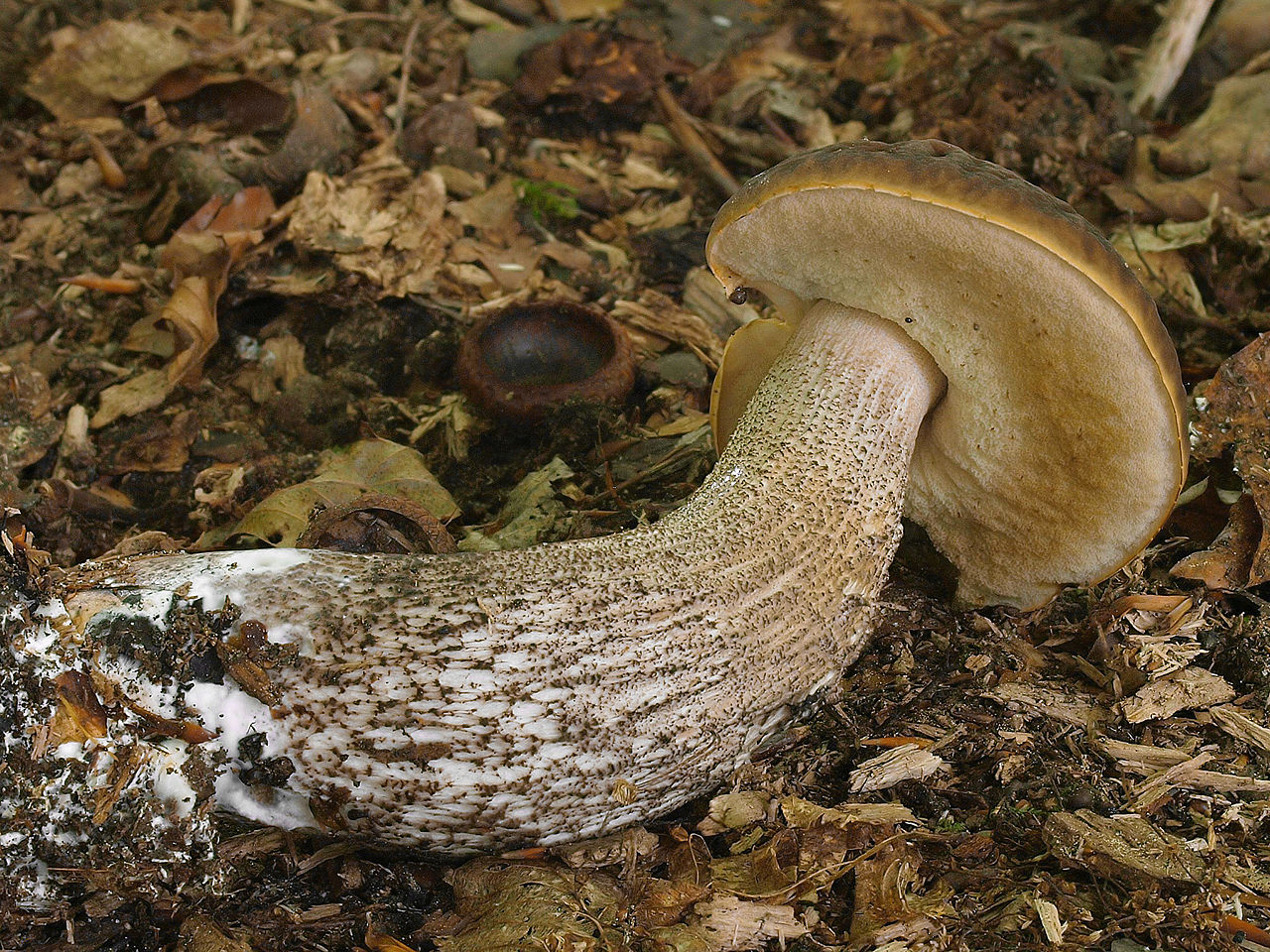 1280px-2009-07-04_Leccinum_pseudoscabrum_2.jpg