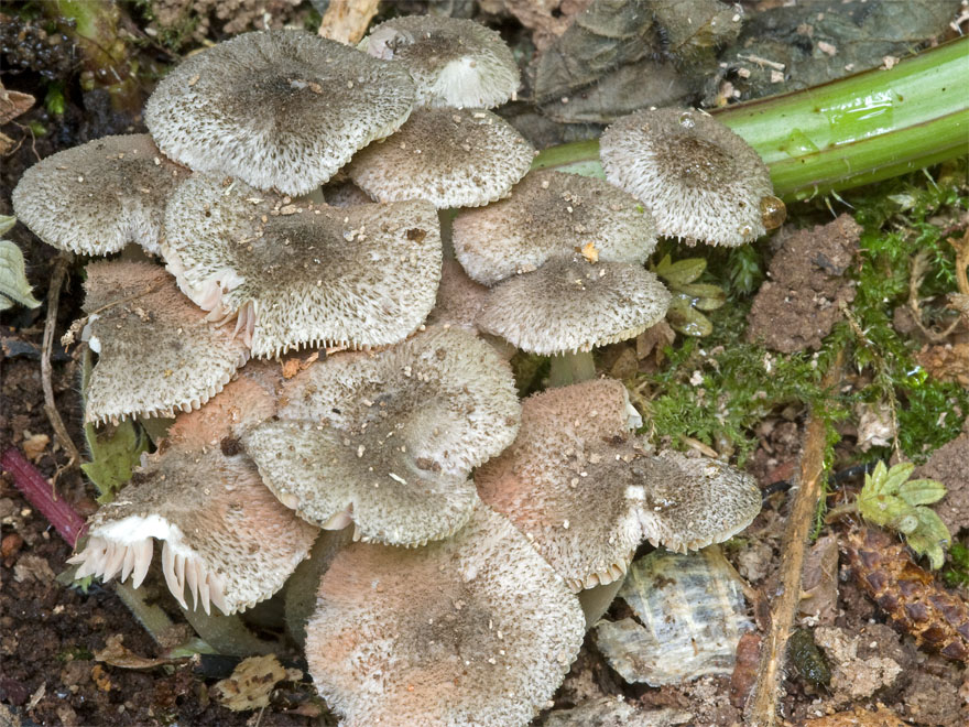 Pluteus_hispidulus_DSC_5146_m_w.JPG