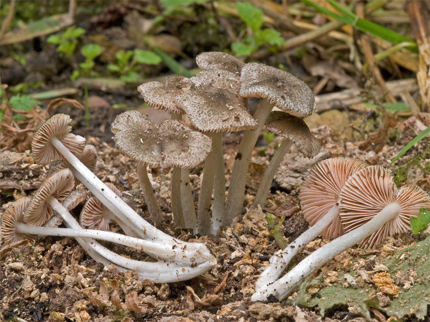 Pluteus_hispidulus_DSC_5158_m_w.JPG