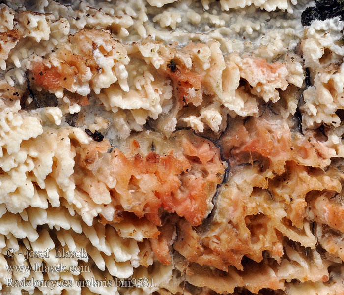 radulomyces_molaris_bm9581.jpg