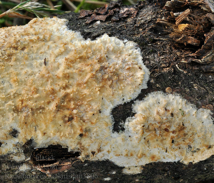 radulomyces_molaris_bm3806.jpg