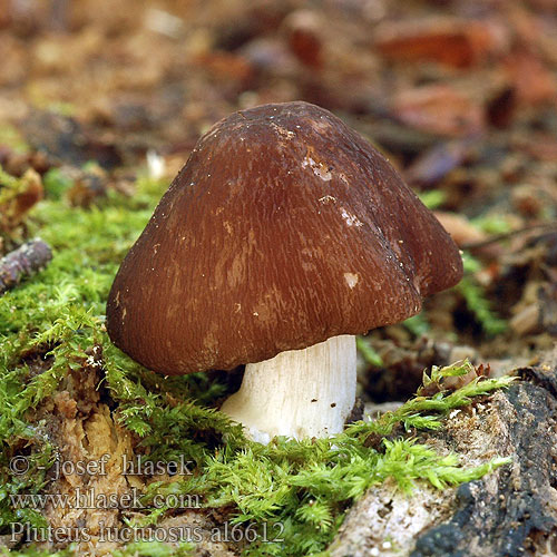 pluteus_luctuosus_al6612.jpg