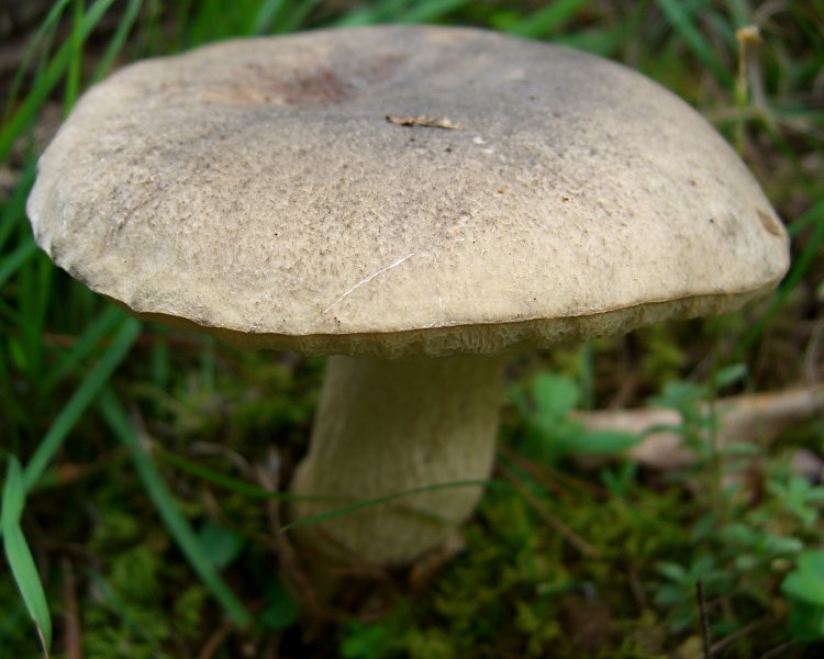 Gray_Bolete.jpg