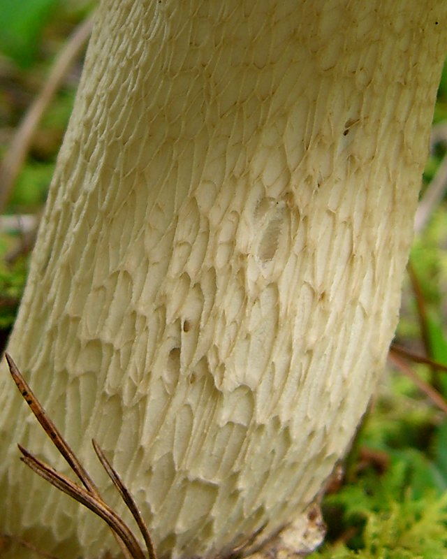 Gray_Bolete_reticulate_stem_detail.jpg