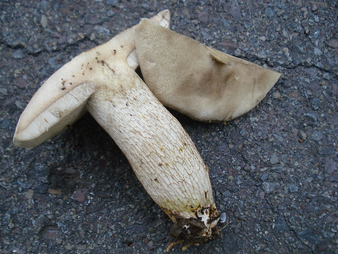 1280px-Retiboletus_griseus_159153.jpg