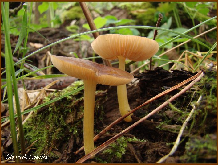 drobno__uszczak ______tonogi.JPG