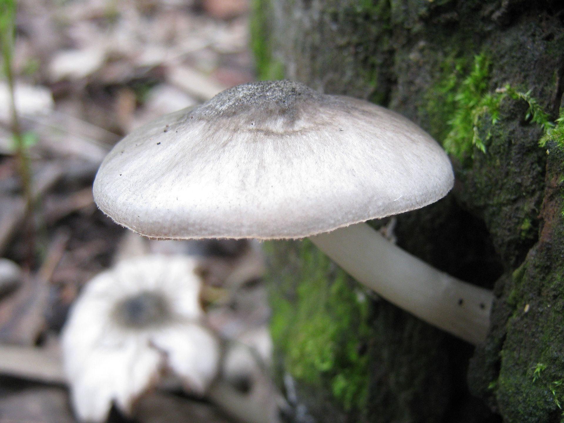 1920px-2011-11-12_Pluteus_salicinus_(Pers.)_P._Kumm_181966.jpg