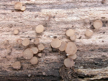 Tatrea macrospora flat GE.jpg