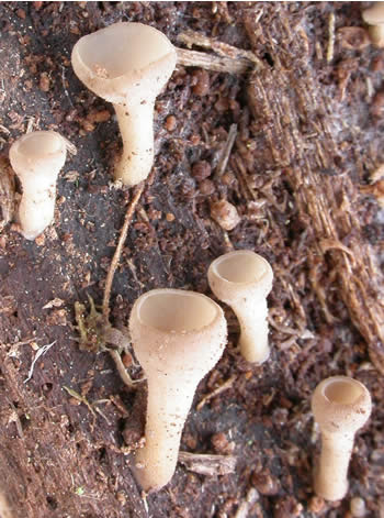 Tatrea macrospora cups close up GE.jpg