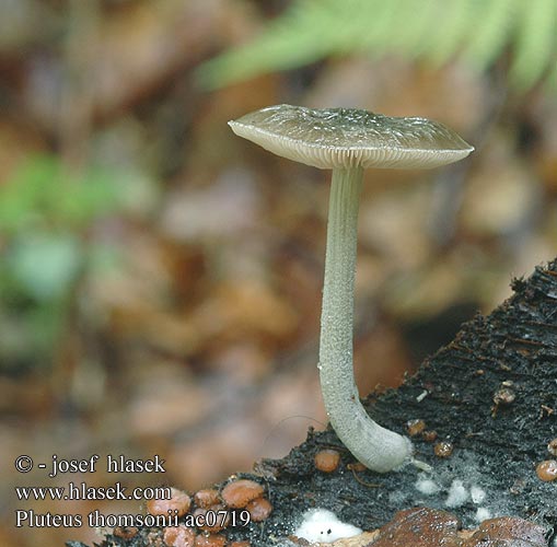 pluteus_thomsonii_ac0719.jpg
