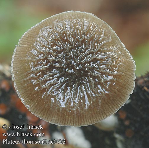 pluteus_thomsonii_ac0723.jpg
