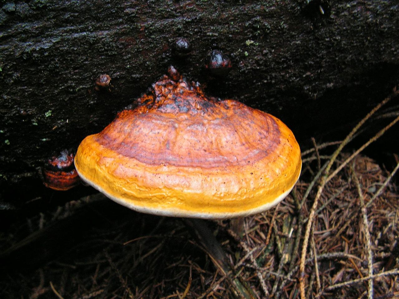 1280px-Fomitopsis_pinicola_3.JPG