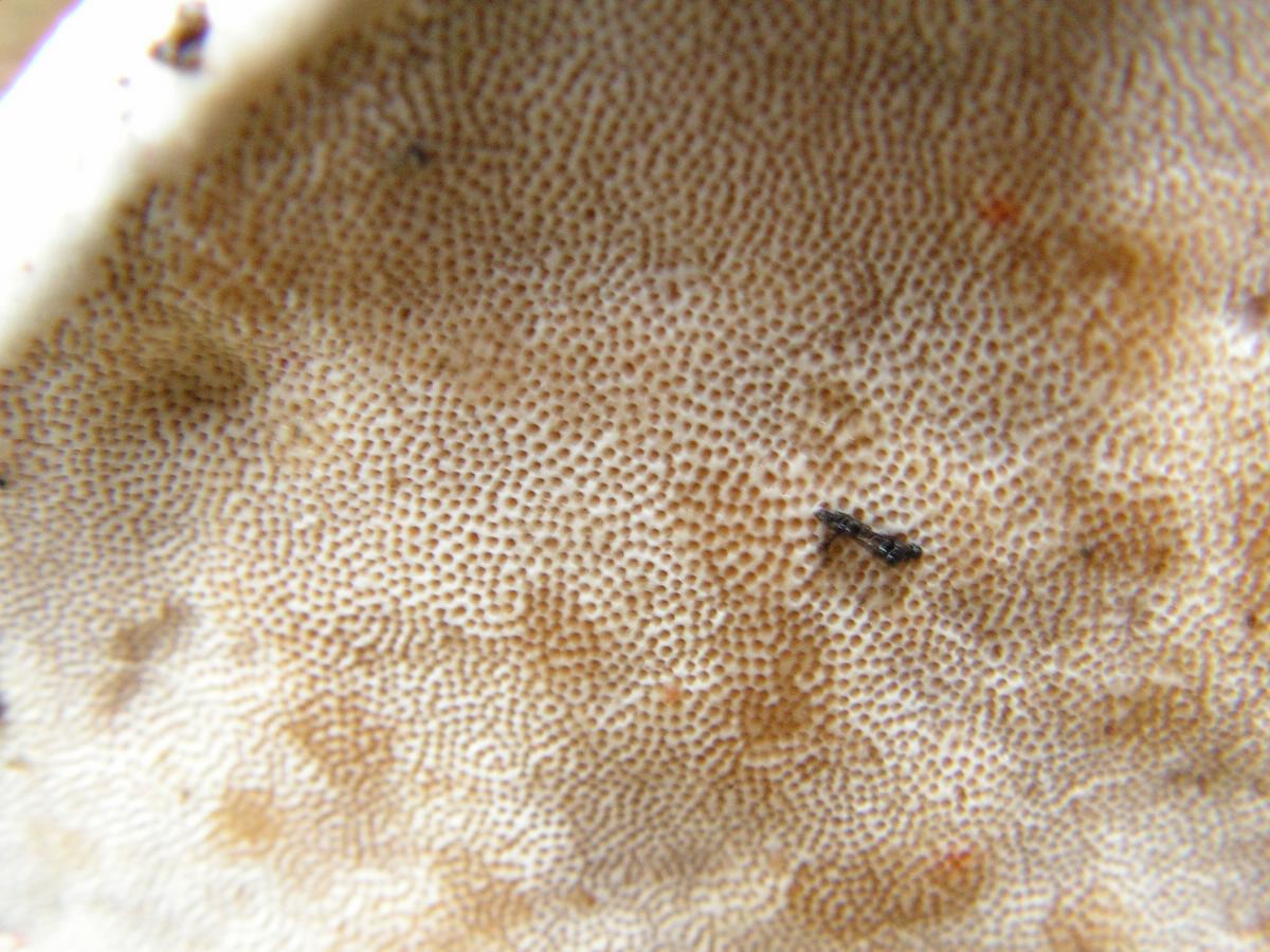 Fomitopsis_pinicola_2.JPG