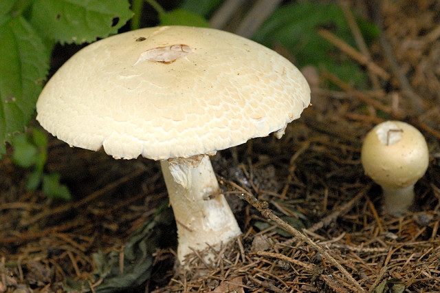 Agaricus_spec._Lindsey_4.jpg