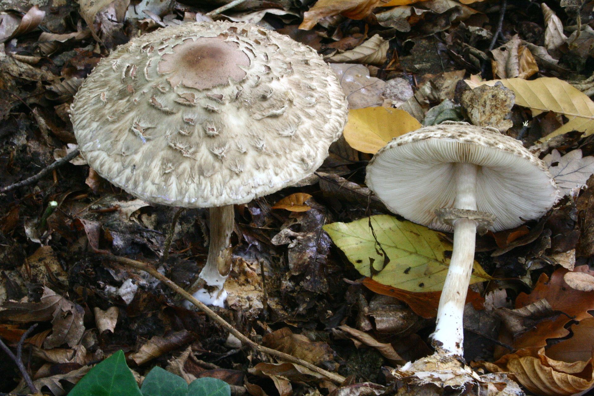 Macrolepiota_rhacodes_20061022wa.jpg