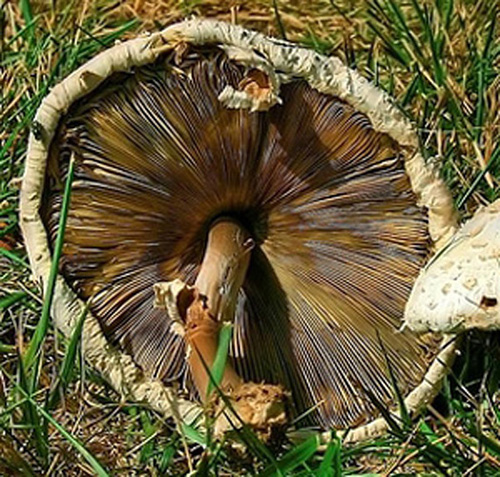 green_gill_mushroom_ho_md_orr04.jpg