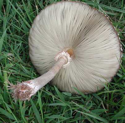 green_gill_mushroom_ho_md_solem02.jpg