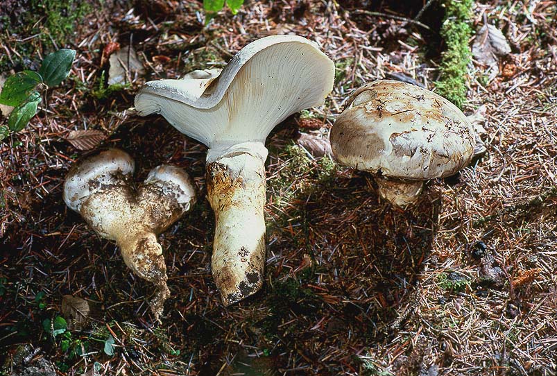 Catathelasma imperiale 1 Michael Beug.jpg