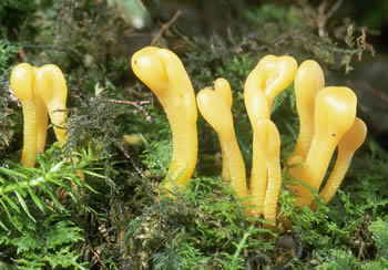 Micro rufum Roody.jpg