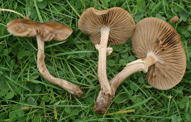 Agrocybe_erebia,I_MWS53476.jpg