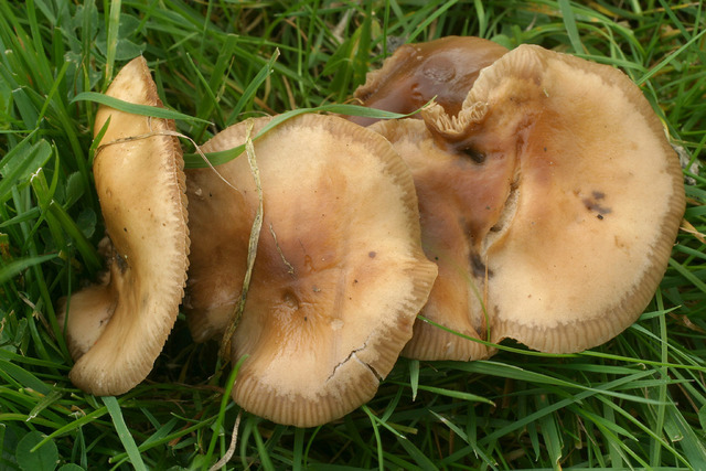 Agrocybe_erebia,I_MWS53473.jpg