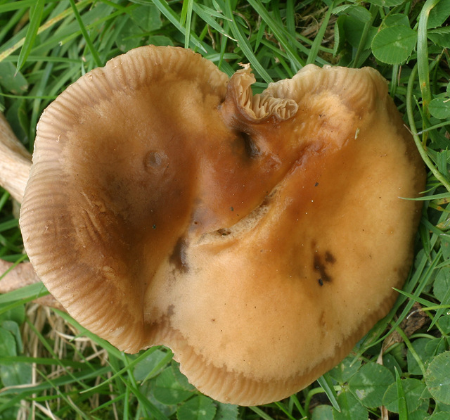 Agrocybe_erebia,I_MWS53478.jpg