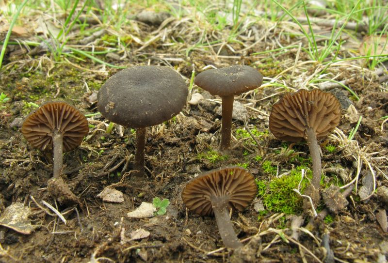 Entoloma rusticoides (Miguel Higelmo) I.jpg