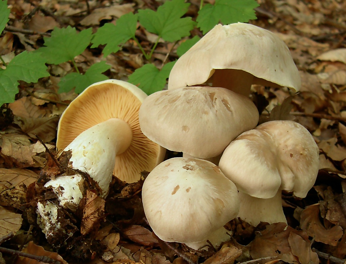 2005-09-25_Entoloma_sinuatum_cropped.jpg