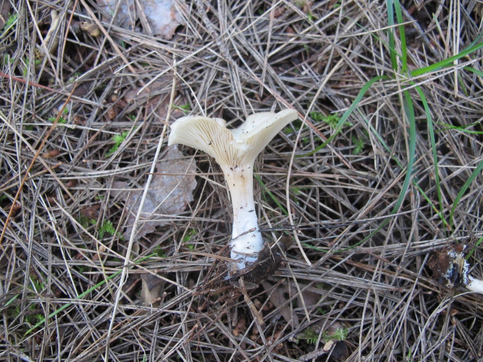 Clirtocybe candicans (2).jpg
