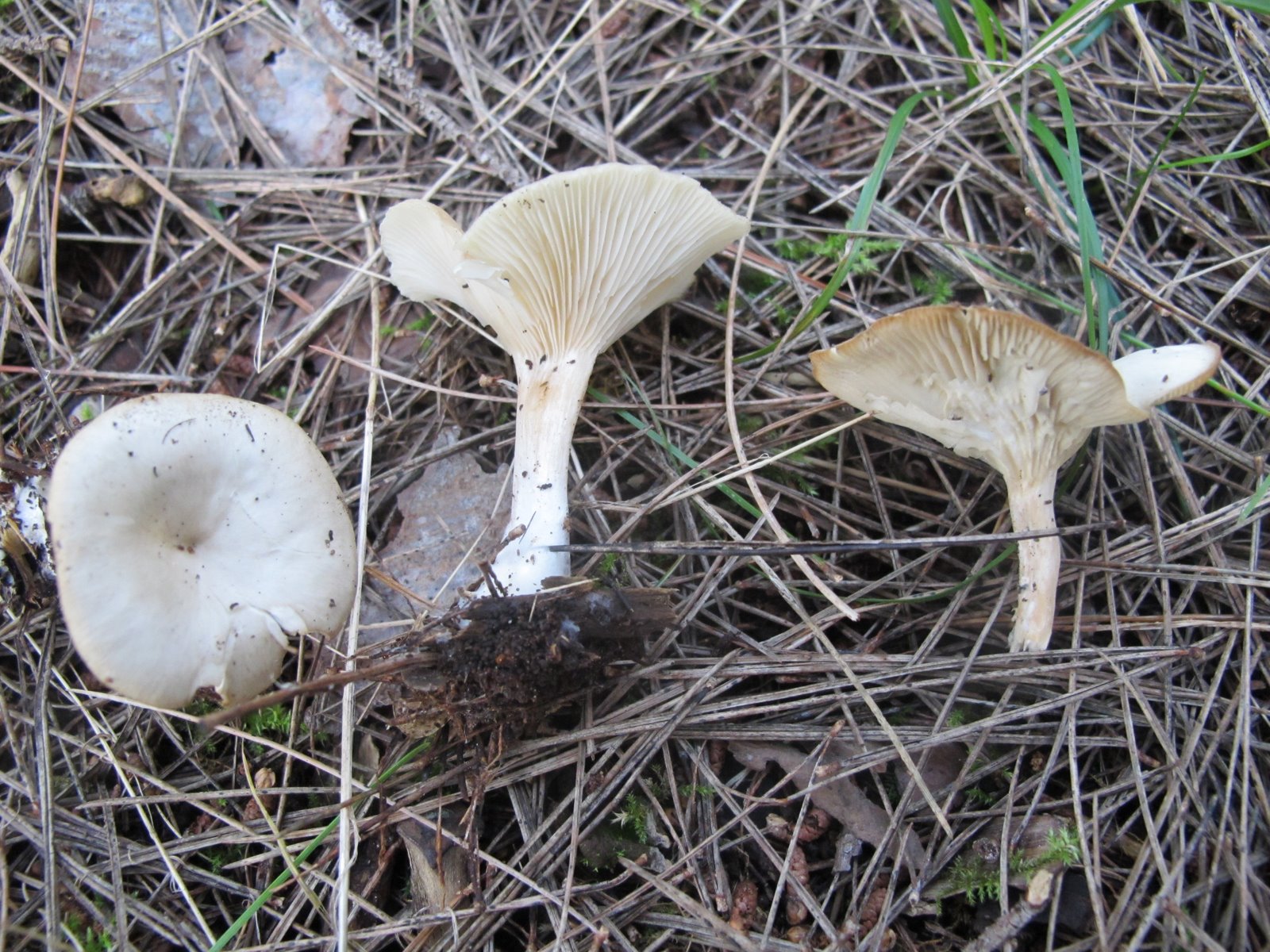 Clirtocybe candicans (1).jpg