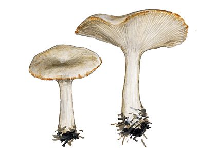 clitocybe-catinus-fr-quel-ss-harmaja-420x300.jpg