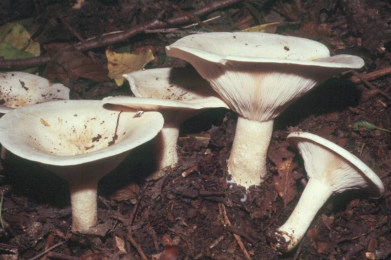 Clitocybe_catinus.jpg