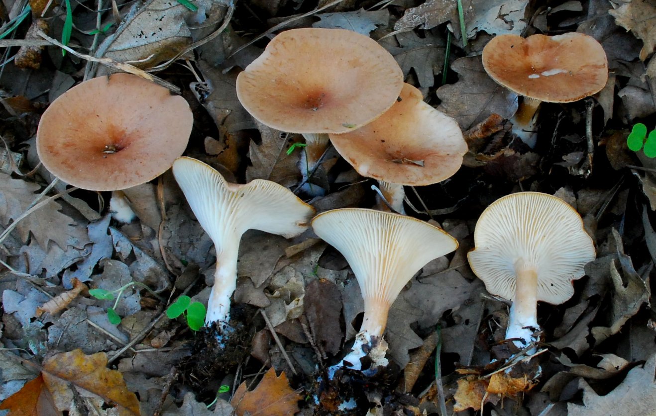 Clitocybe costata 6754 (1).jpg