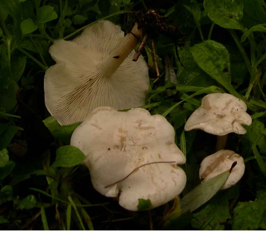 20120516161646!Clitocybe_dealbata_1.jpg