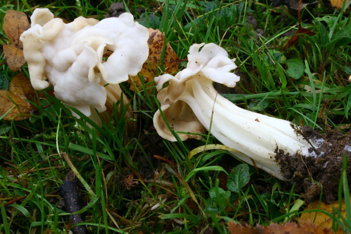 Helvella_crispa_20081116w (1).JPG