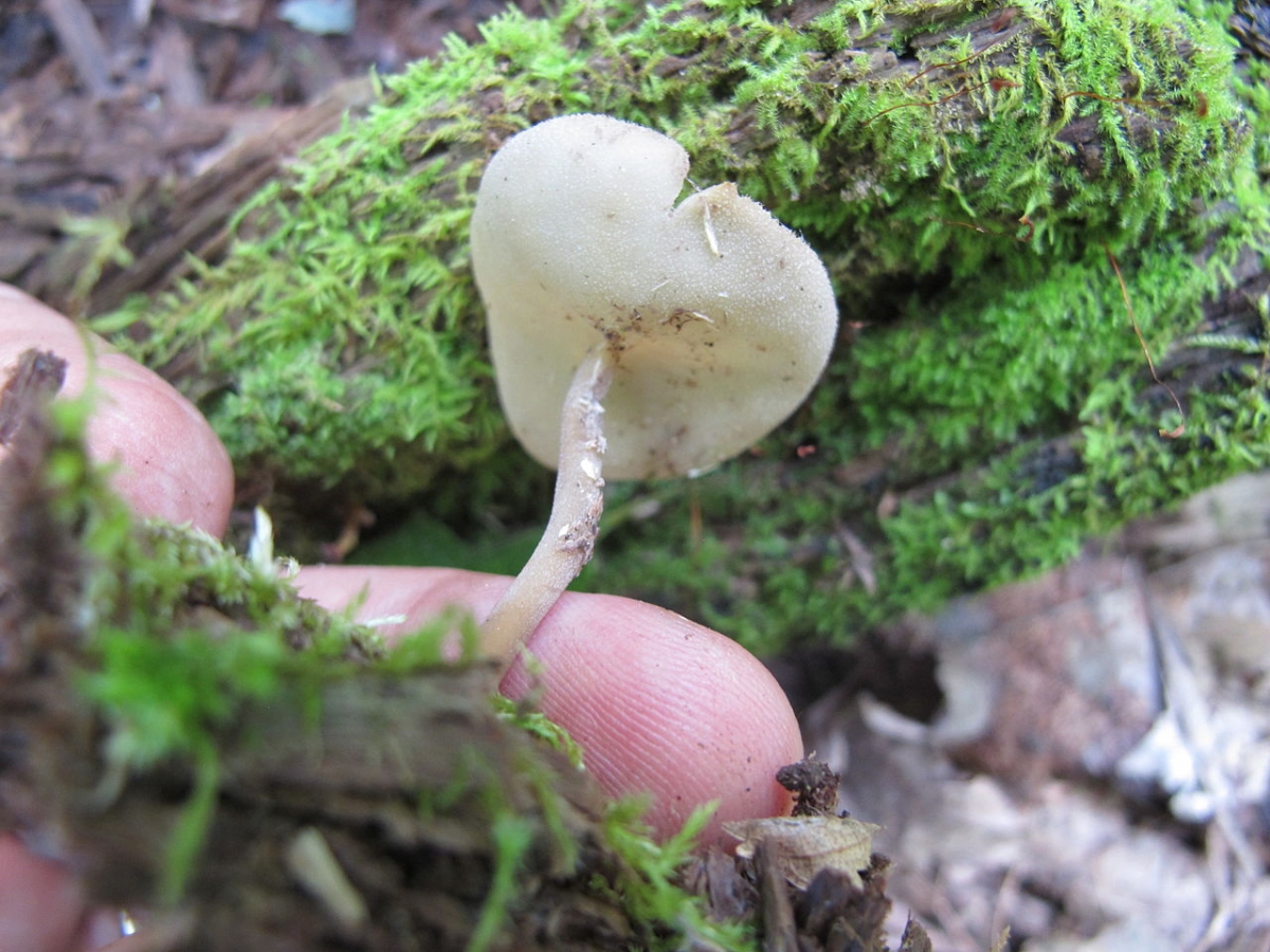 1280px-Helvella_cupuliformis_102168.jpg