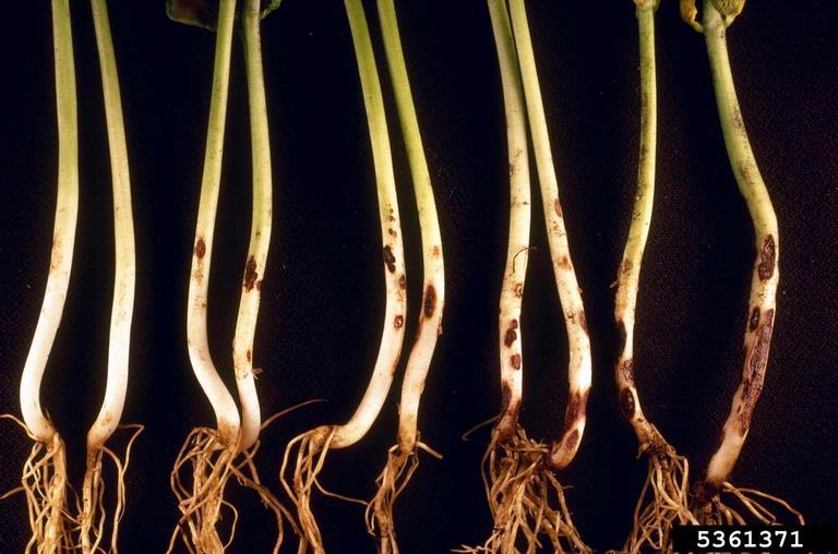 Rhizoctonia_solani_symptoms_on_bean_roots.jpg