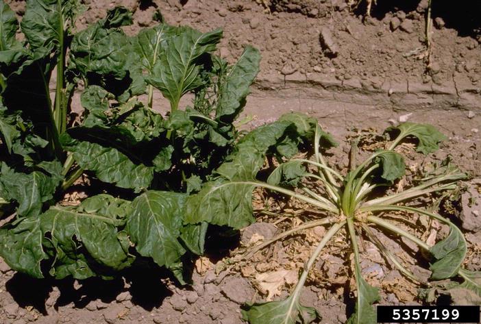 Rhizoctonia_solani_symptoms_beet.jpg