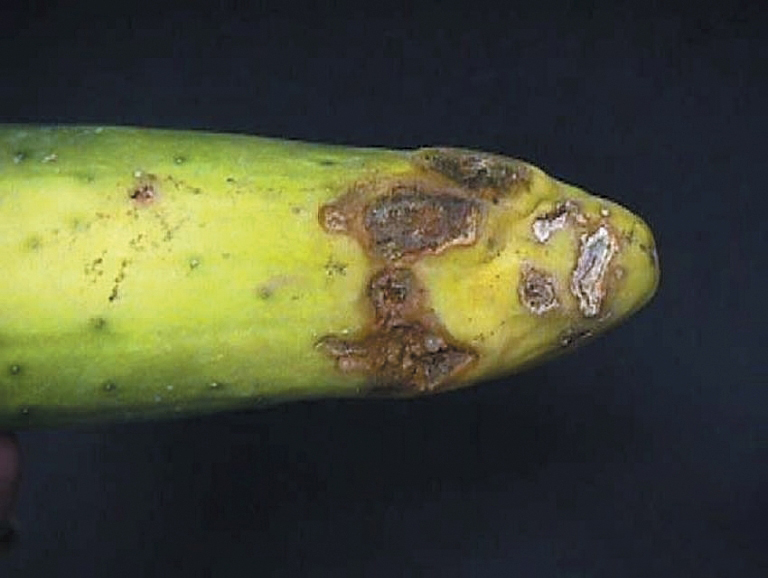 Rhizoctonia_solani.jpg