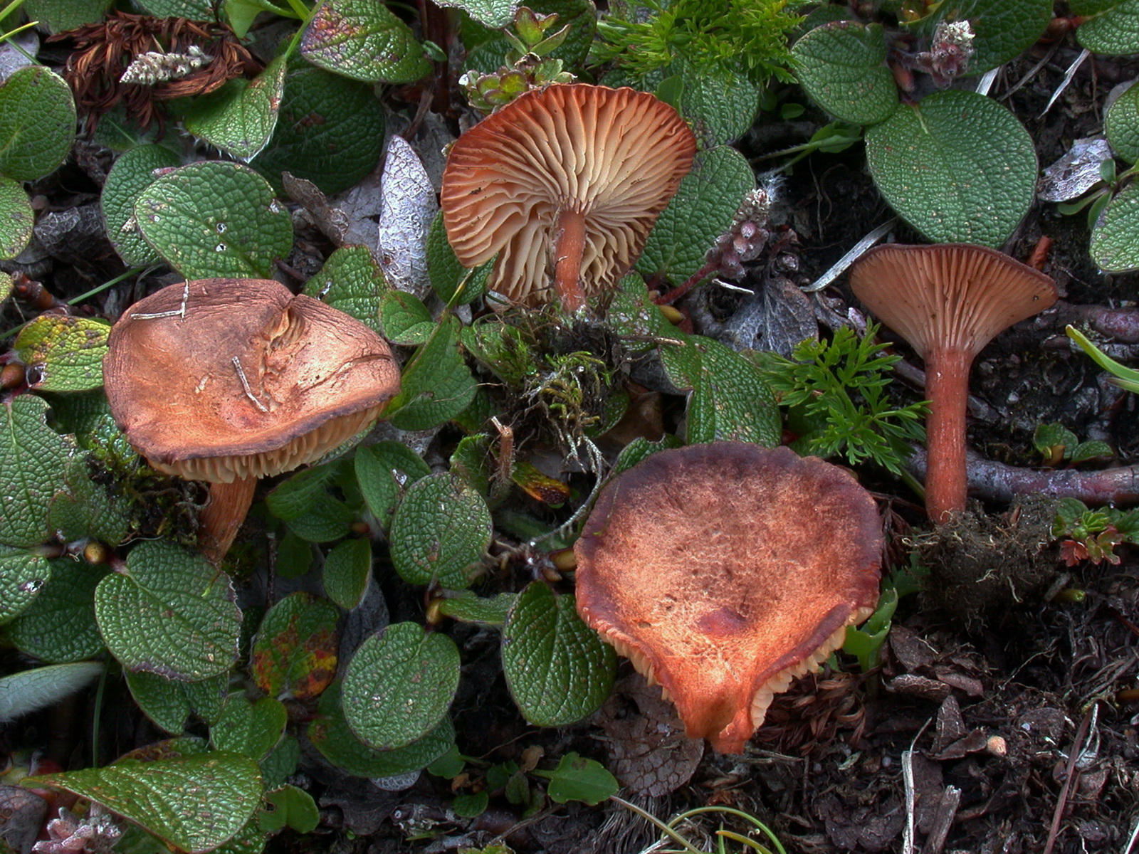 Clitocybe_lateritia g.jpg