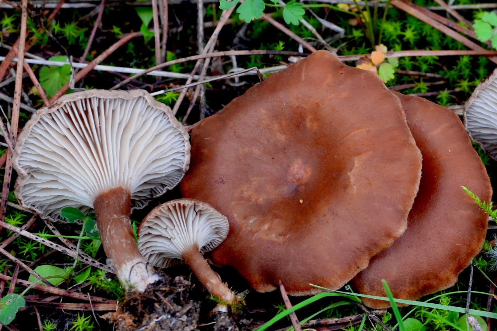 Clitocybe Lateritia 03-01-2014 13-42-06.JPG