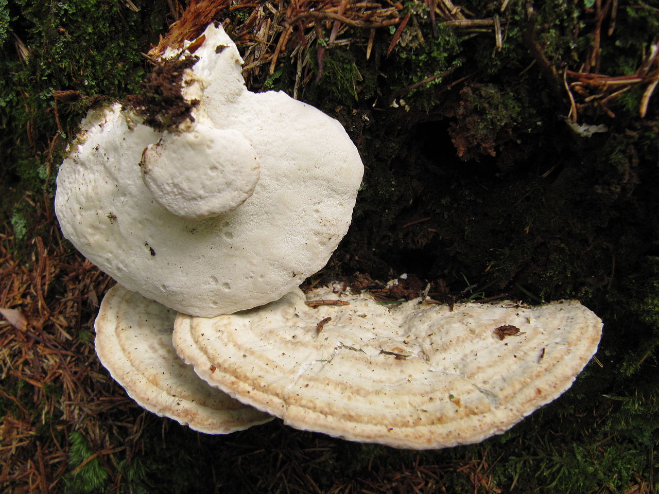 1280px-Oligoporus_guttulatus_2011-07-23.JPG