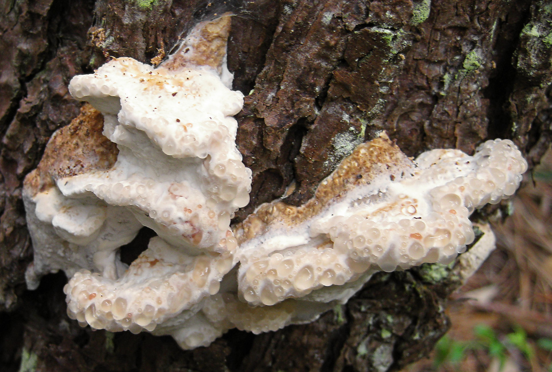 2010-06-12_Oligoporus_guttulatus_89145_cropped.jpg