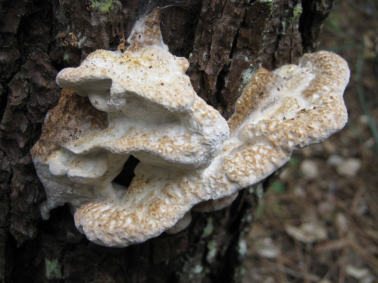 1280px-2010-06-24_Oligoporus_guttulatus_90882.jpg