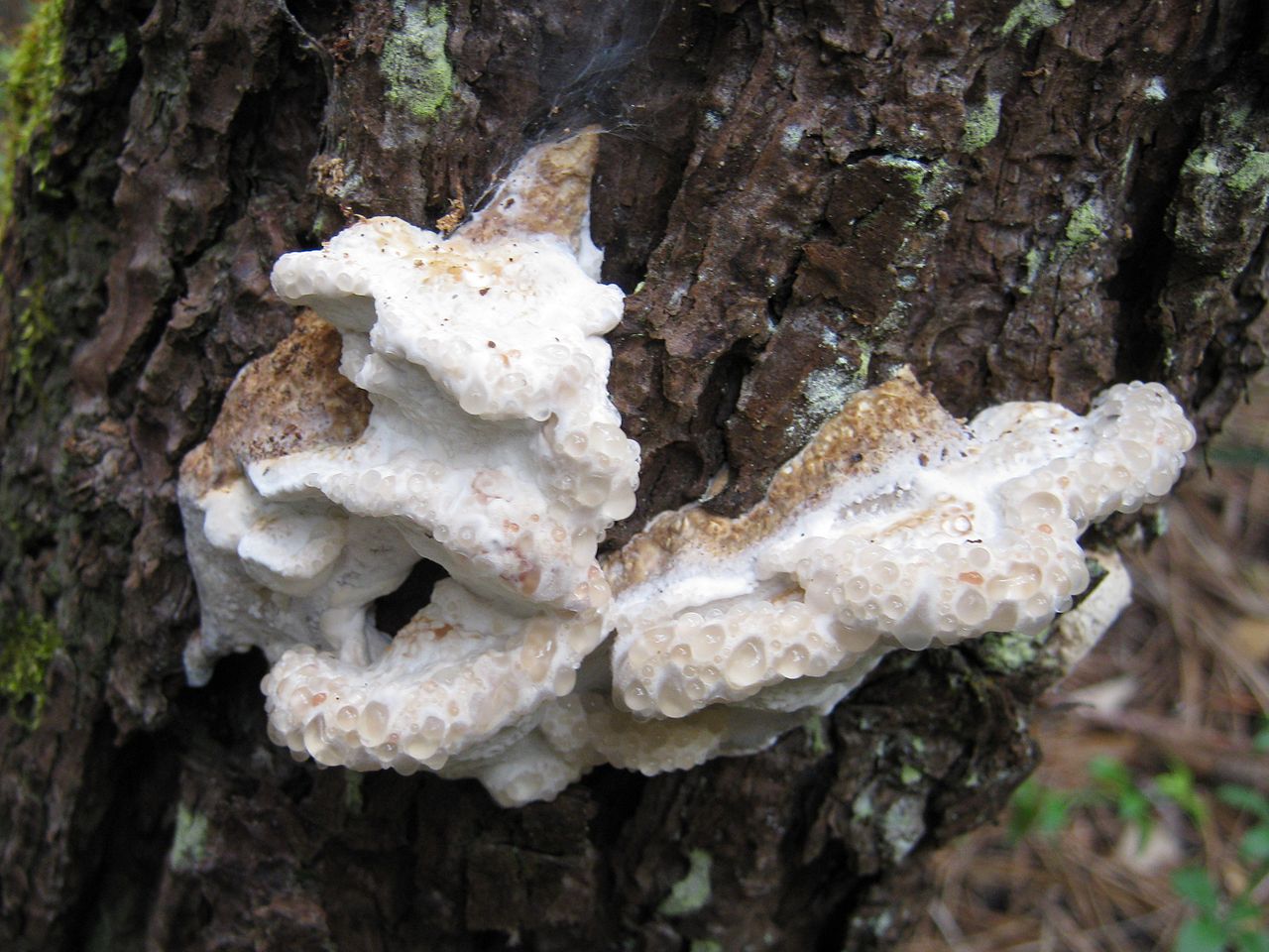 1280px-2010-06-12_Oligoporus_guttulatus_89145.jpg