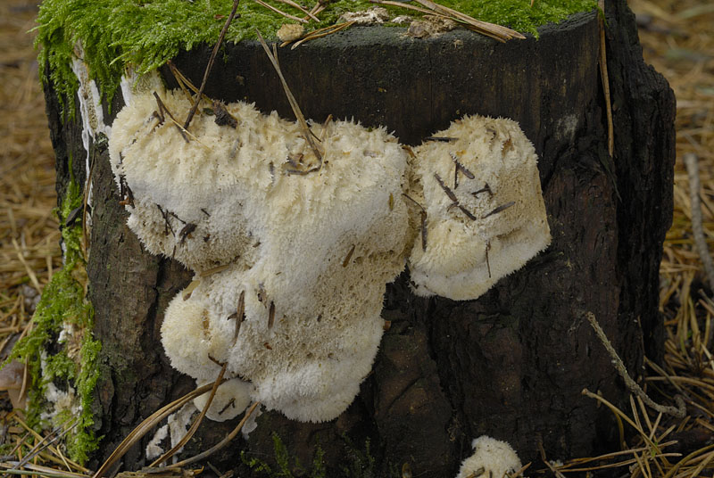 0__DSC0112 Postia ptychogaster.jpg